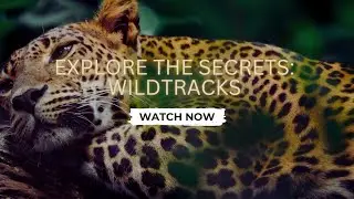 Untamed Beauty: Captivating Story of Three Exotic Rainforest Animals
