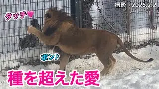 《旭山ライオン＆トラ》まるで親？兄妹？ライオンのオリト＆トラのメイ！オリトイオ＆ザリアファミリーvol740Like parent and child? Lion＆tiger like bro＆sis