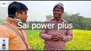Sai power plus in mustard