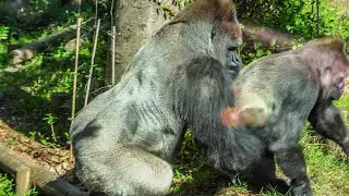 Haoko & Momoko's love game Happy 2nd Birthday Sumomo Ueno Zoo Gorilla #4/4｜0338