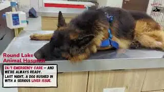 A Brave Shepherd&rsquo;s Fight for Recovery