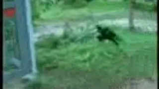 drunk monkey