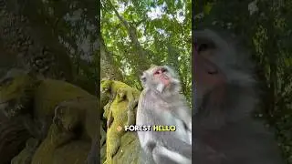 Monkey Steals my phone in Bali Indonesia 🇮🇩🥲🐵