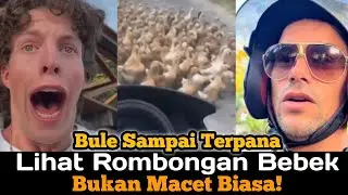 Bule Tak Percaya Lihat Rombongan Bebek! Momen Langka di Indonesia