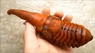 Hercules beetle from larva to adult