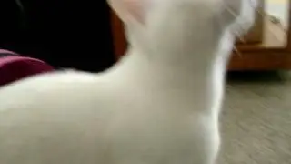 Cat making clicking sound