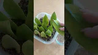 лист замиокулькаса через 1.5 месяца после укоренения.