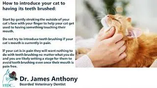 How to prevent feline periodontal disease