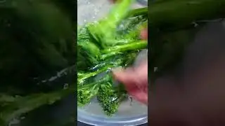 Washing baby Broccoli #ytshorts #shortvideo #shortsvideo #shortsfeed #asmr #viral #food #short