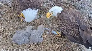 Gabby and Beau Dual Feeding (americaneaglefoundation.org)