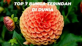 TOP 7 BUNGA TERINDAH DI DUNIA, YANG MANA KAMU PALING SUKA?