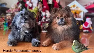 2 dogs and a tiny fat bird takes over the living room and Christmas ornaments 