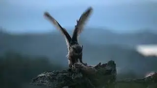 Hubro (Eurasian Eagle-Owl)