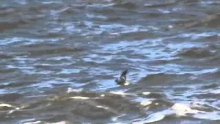 Klykstj&auml;rtad stormsvala/ Leach&acute;s Storm Petrel (Oceanodroma leucorhoa). Glommens sten (Hl).