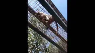 monkey freak out