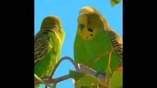 Fakta unik burung parkit di alam liar#shorts#parkit#hewanpopuler#faktaunik#burungkecil#paruhbengkok