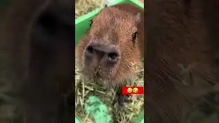Wow Capyparaaaa #capybara #cute #kapybara #memes #funny #animals #vinwondersnhatrang #dulichnhatrang
