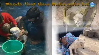 baby Panda first time Naha raha hai🥶🫶