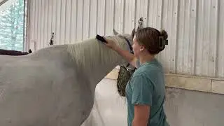 Brushing and Filling Hay Nets