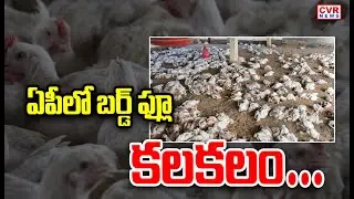 ఆంధ్ర నుంచి తెలంగాణకు భారీగా కోళ్ల వాహనాలు | Bird Flu In AP | CVR News