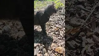 Widget is ALWAYS hunting lol #cat #cats #cutecat #hunting #hunter #huntingcat