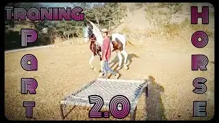 Trening a new horse at 3rd stage | Badal farm house Dadiya