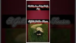 El Gallo Del Sur- Treason