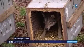 Arrivée de nouveaux loups gris d'Europe au Parc Animalier de Sainte-Croix - déc. 2015