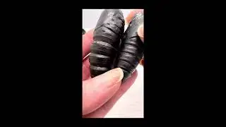 Royal Walnut moth pupae and huge 8g Female