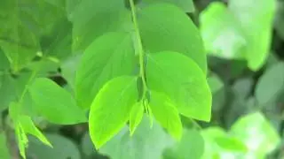 sweet leaf bush