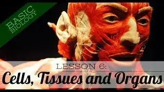 Basic Biology. Lesson 6: Cells Tissues and Organs (GCSE Science)