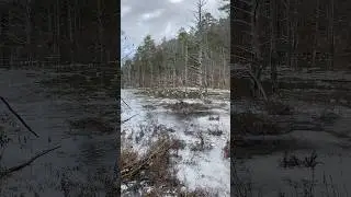 Duck Hunting on a Frozen Lake #duck #hunting #arkansas