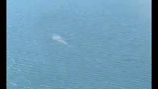 Van G&ouml;l&uuml; &uuml;zerinde &ccedil;ekilen g&ouml;r&uuml;nt&uuml; canavar efsanesi hatırlattı