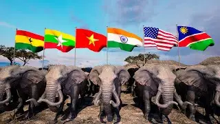 Number of Elephant by Country 2025