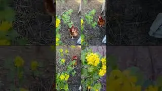 My Chicken nature Spike music ai tiktok trend