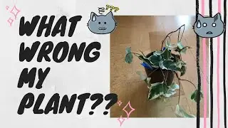 How to fix brown leave on Ivy plant | What wrong with my plant❓❓