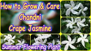 How to Grow & Care Chandni |Crape Jasmine|Pinwheel Jasmine|तगर | Summer Flowering Plant| Hindi |V167