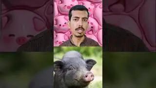 Never Before Seen: Pigs and the Sky's Secrets #shortsfeed