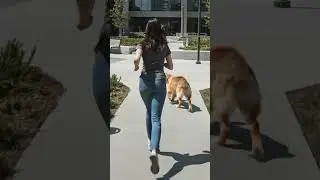 The dog is intelligent and loyal watch this smart behavior