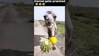 camel gets pranked into eating a lemon🤣🤣  #lemon #camel #troll #prank #memes #funnyvideo #fyp #meme