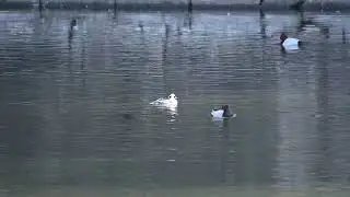 ミコアイサ　大阪城