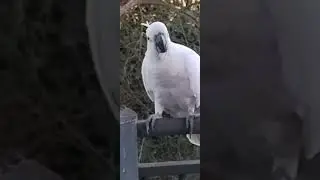 KING THE ROYAL PARROT VISITS WITH GANGSTA LILLY.#cockatoo #parrot #birdlovers #wildlife #australia