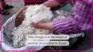 Egypt's jasmine farmers struggle through economic headwinds