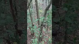 Wild Turkey Behavior from Roost