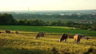 Relaxing video of cows grazing... 🐮