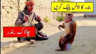 bandar ka khel bandar ka tamasha adda bhareri