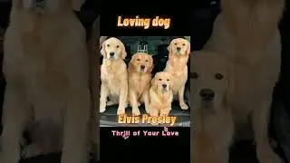 #LovingDog🐶#ThrillOfYourLove🎶#ElvisPresley🎤#short#pochi#Hisao#524yk#可愛い犬🐶🐕