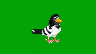 Pigeon green screen | pigeon cartoon | pigeon animation | fakhta video
