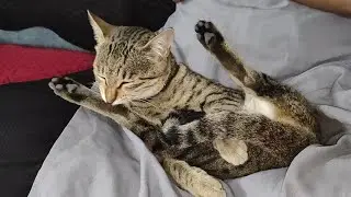 Cute meow 😻 | new cat video | cute cat video #cat #catvideos #catlovers #cutecat #trending #viral 