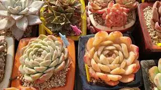 노지아이들 이쁠까요? 궁금하시면 들어오이소^^